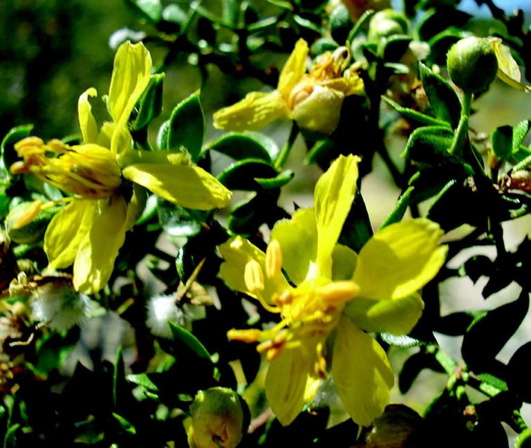 Hakima’s Corner: Chaparral an Herb for All Times
