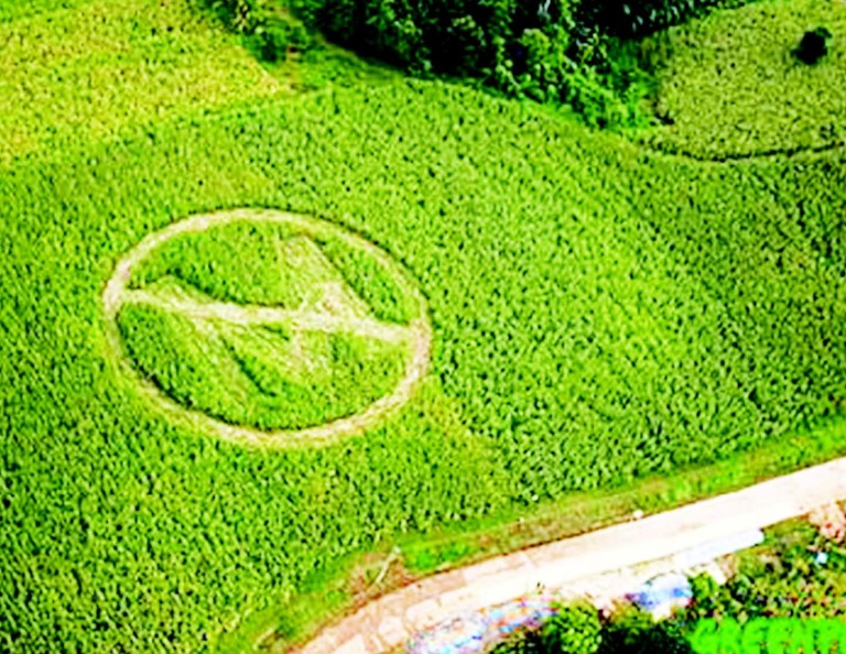 Mexico Court Blocks Monsanto Untill Indigenous Groups Consulted