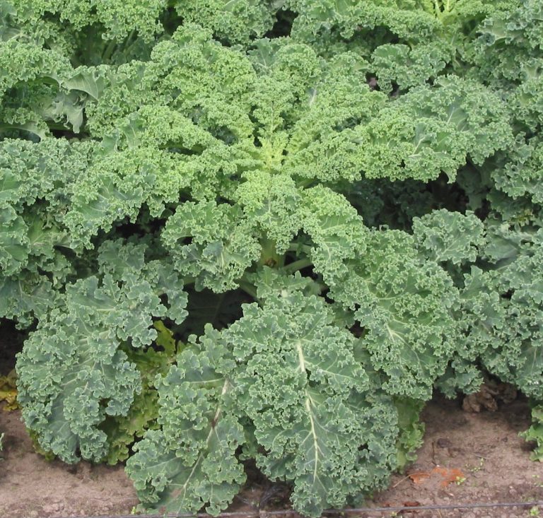 Foods that Decrease Phlegm