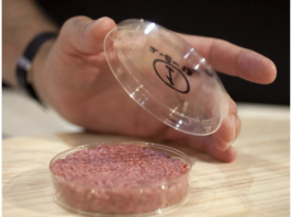 The world's first cultured hamburger meat, 2013. It was developed by a team of scientists from Germany at a cost of €250,000.