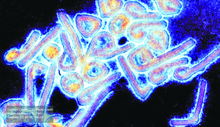 Vaccine Trials for Marburg Virus in Africa: A Race Against Time Amid Rising Outbreaks