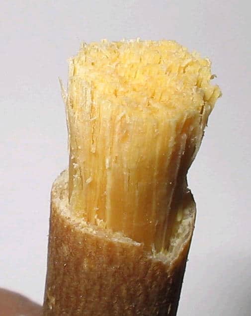 The Benefits of Brushing with the Miswak or ‘Chewing Stick’