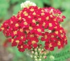 Hakimah’s Corner Yarrow – One of Nature’s Purifying Herbs